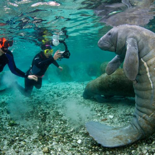 smiling-manatee_1973428i